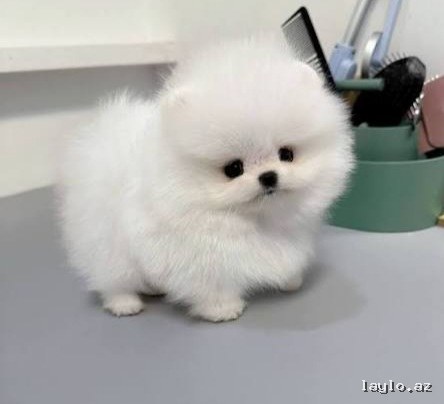 Pomerian Spitz
