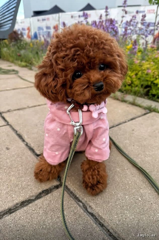Toy pudel balasi