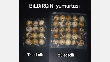 Bildriçin yumurtası