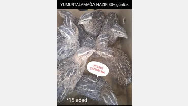 kürt yatan bildirçin