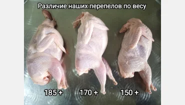 bildirçin əti